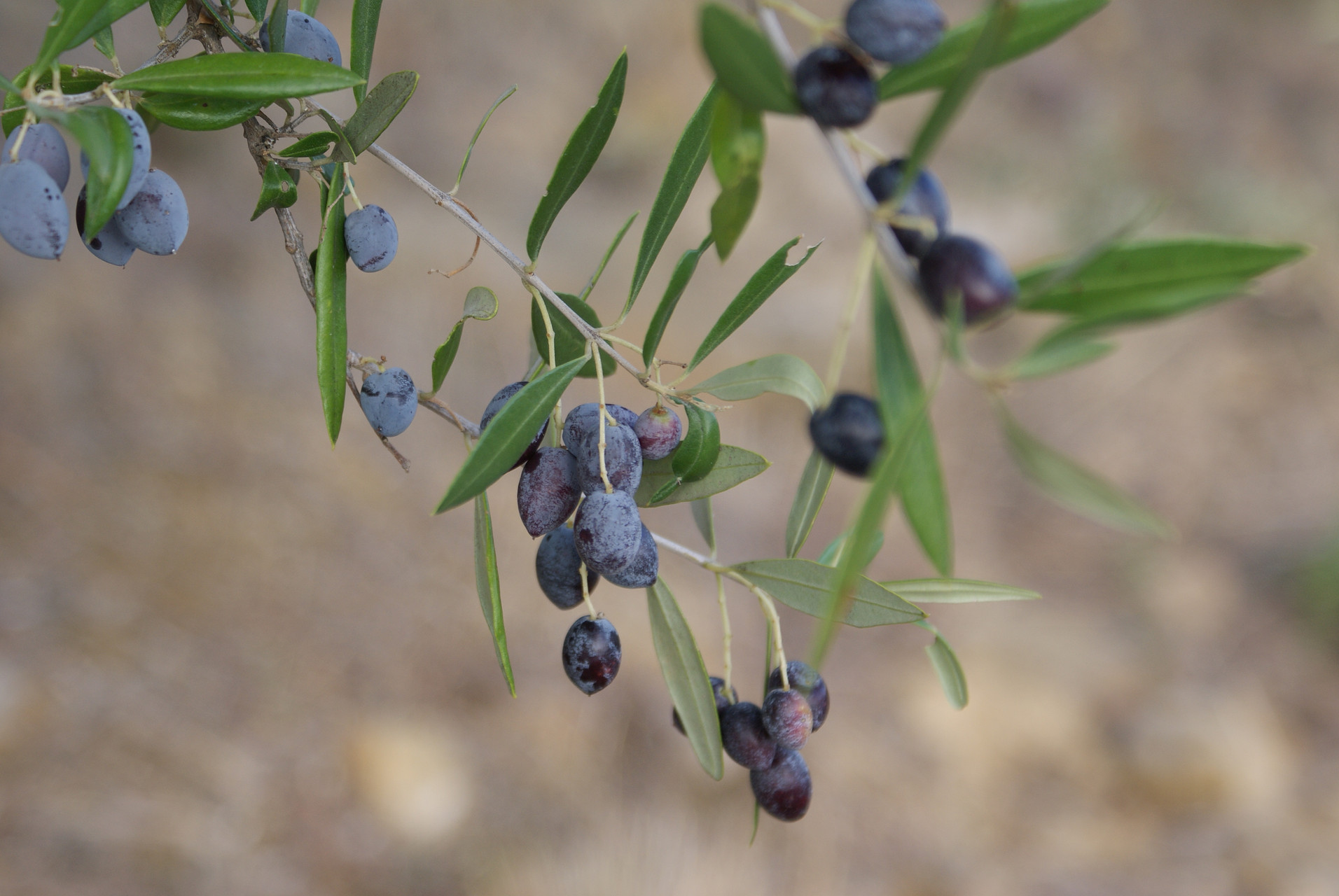 Olivenbaumzweig mit Oliven
