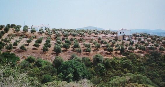 Unser Olivenhain 2002